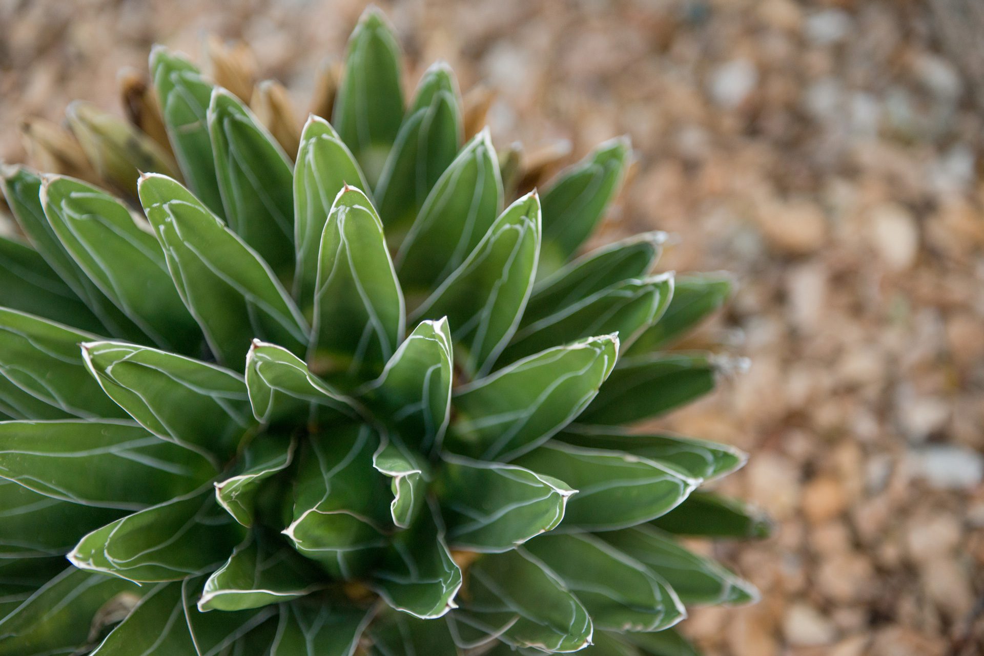 ROLE, Role, Agency, Denver